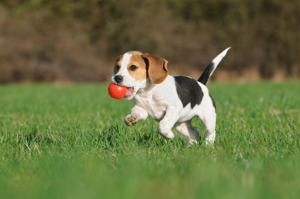 does a beagle make a good house dog?