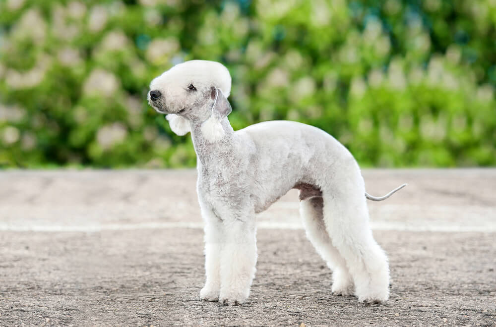 bedlington-terrier-hypoallergenic-small-dog-4