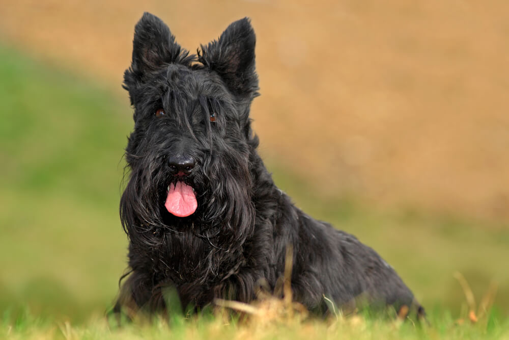 black-scottish-terrier-hypoallergenic-small-dog-2