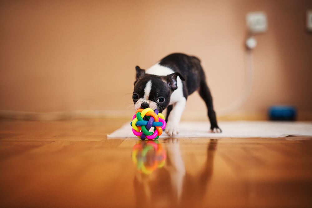 boston-terrier-puppy-playing-with-agility-toy