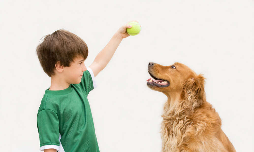 boy-training-golden-retriever-with-tennis-ball