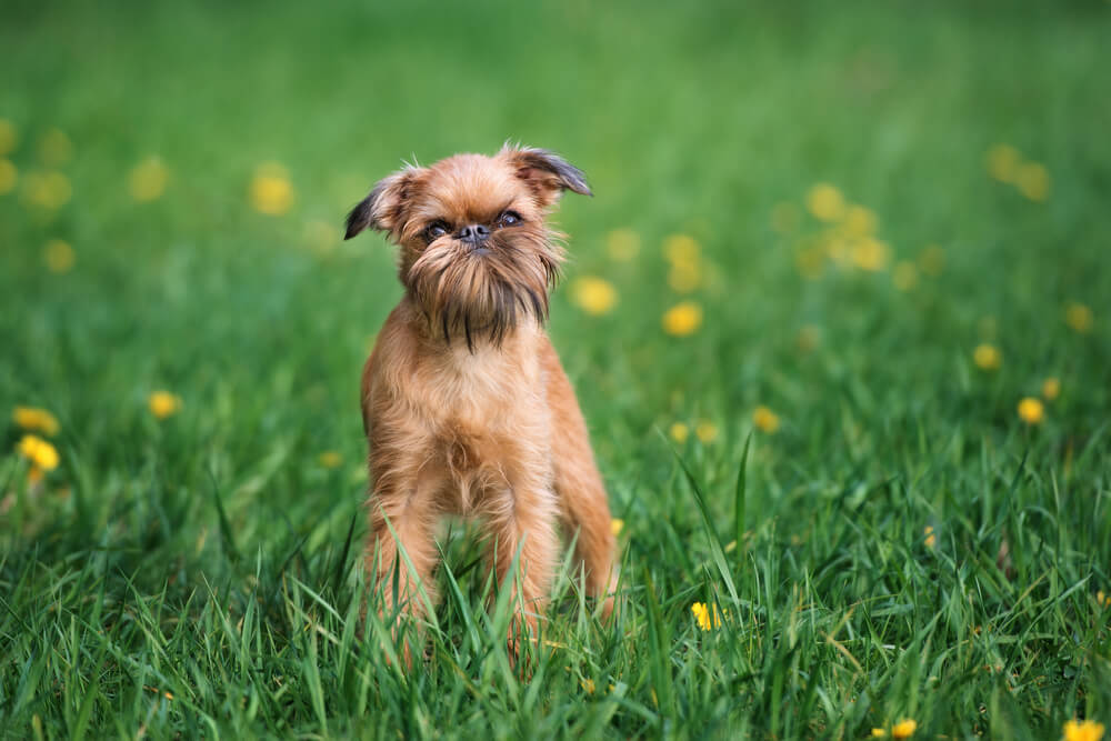 brussels-griffon-dog-hypoallergenic-small-dog-2