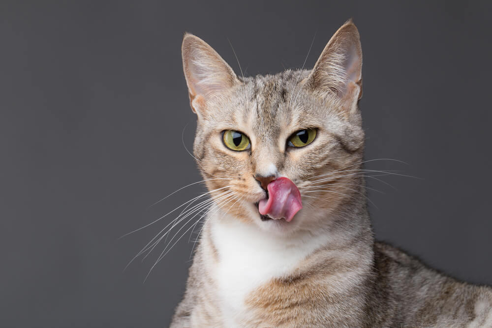cat-licks-her-lips-after-snacking-oncatnip
