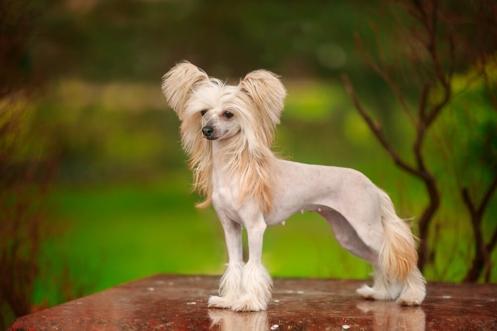 chinese-crested-hypoallergenic-small-dog-2