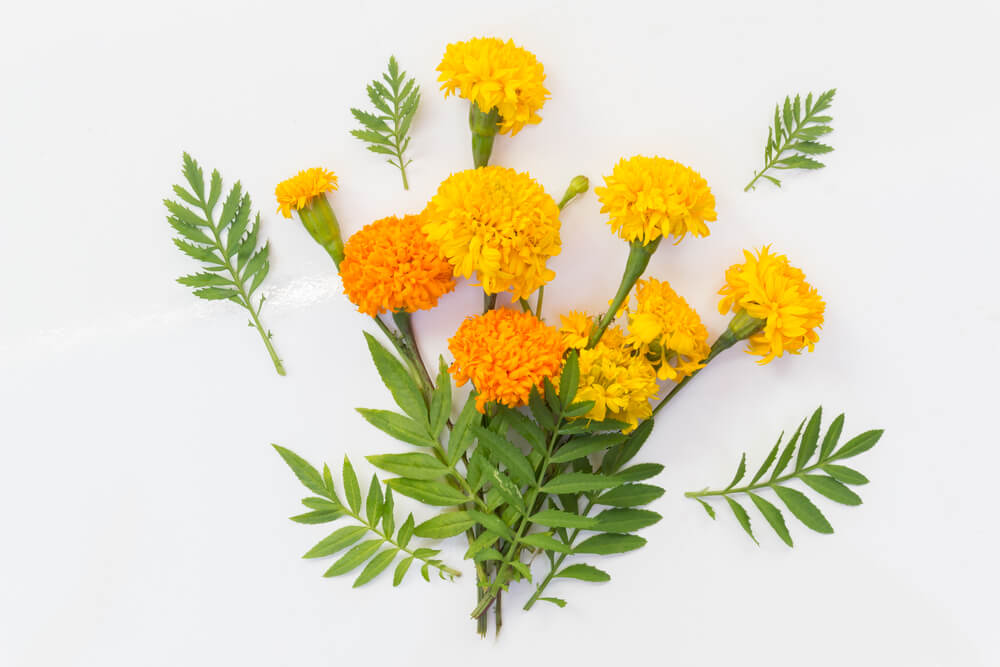 fresh-cut-marigold-flowers