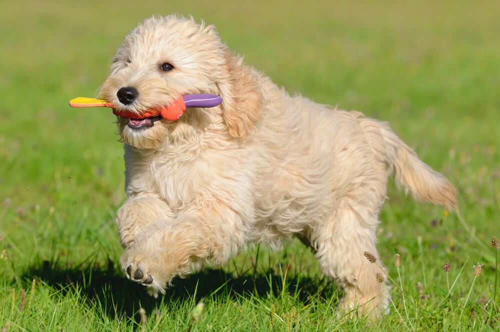golden-doodle-puppy-fetches-toy-in-the-yard
