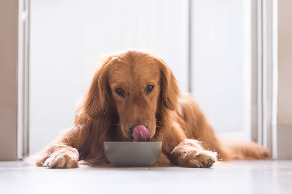 golden-retriever-eating-from-a-bowl-cinnamon-safe-for-dogs