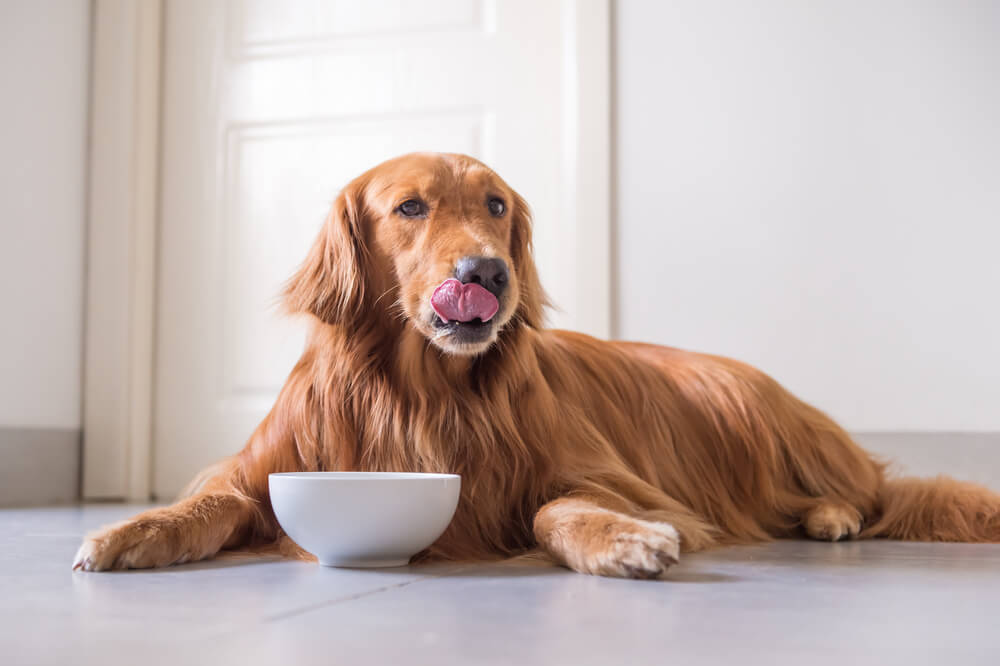 golden-retriever-eating-looking-up-cinnamon-safe-for-dogs-1