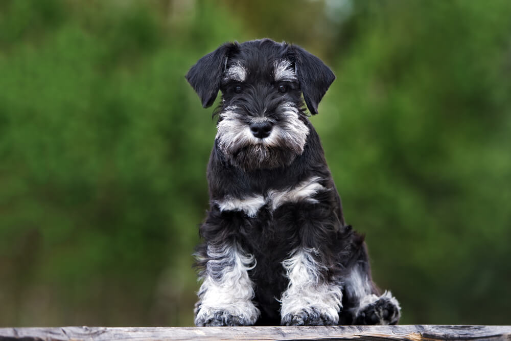 miniature-schnauzer-hypoallergenic-small-dog