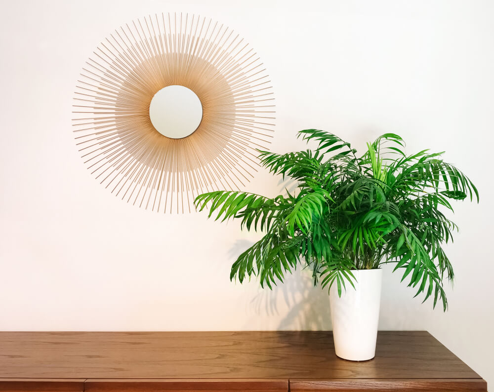 parlor-palm-in-vase-on-entryway-table