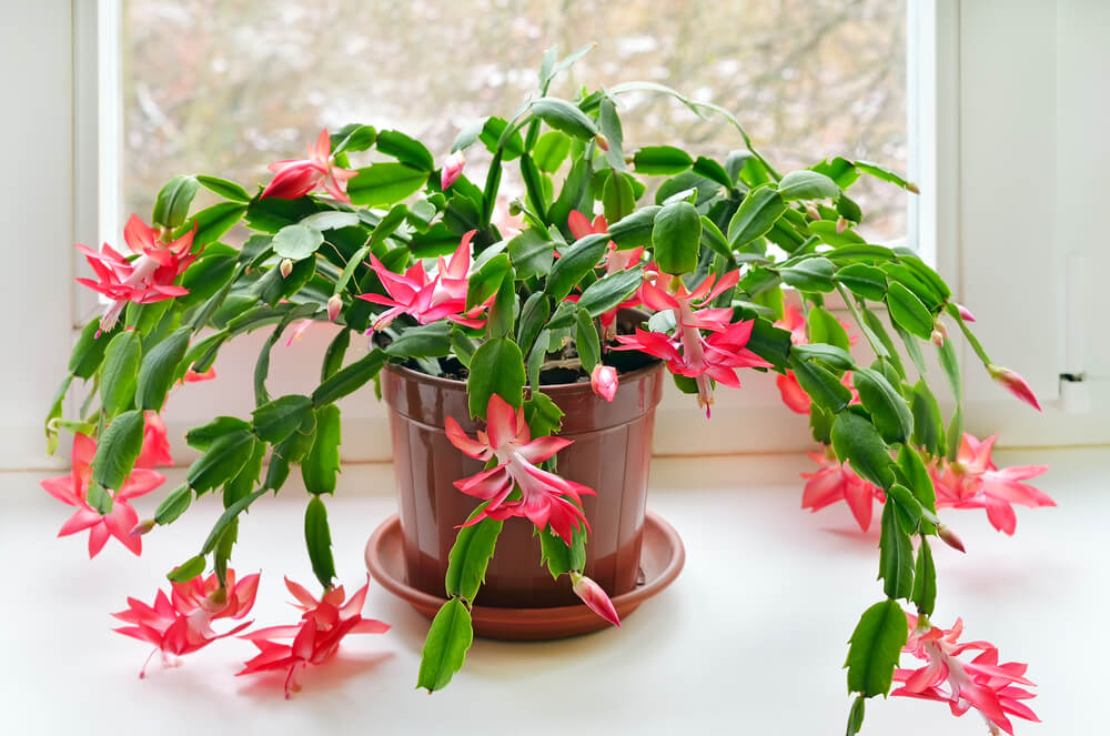 potted-christmas-cactus-set-by-a-window