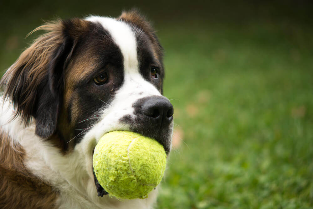 saint-bernard-dog-fetches-tennis-ball-1-