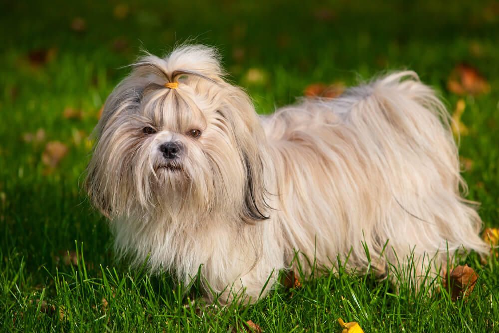 shih-tzu-dog-hypoallergenic-small-dog