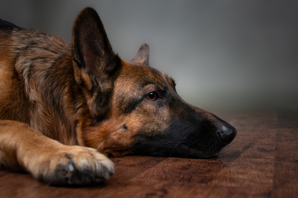 Dog keeps throwing 2024 up undigested food