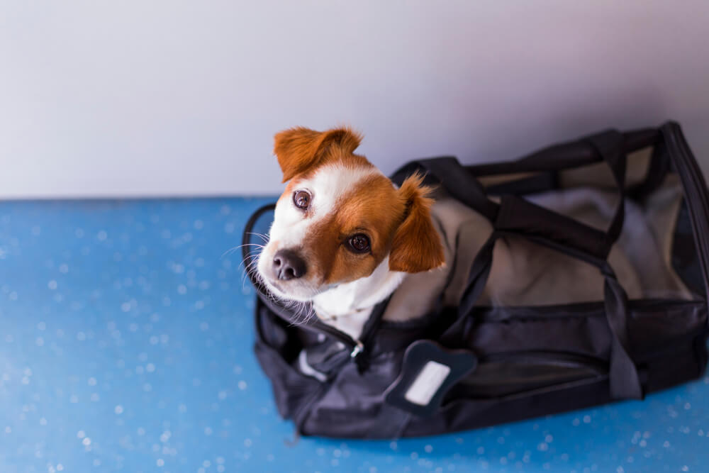 small-dog-in-carrier-waits-to-board-a-plane