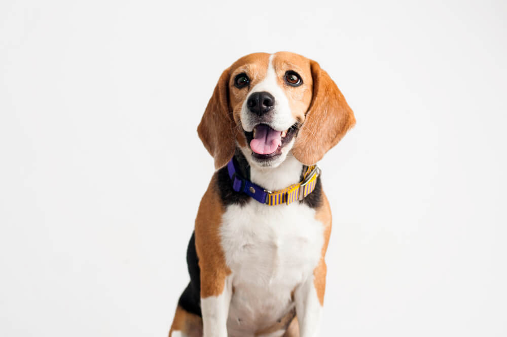 smiling-happy-beagle-puppy