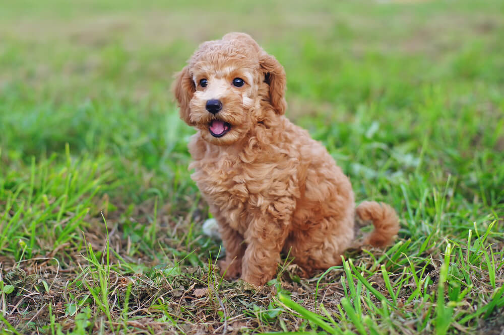 toy-poodle-hypoallergenic-small-dog-1