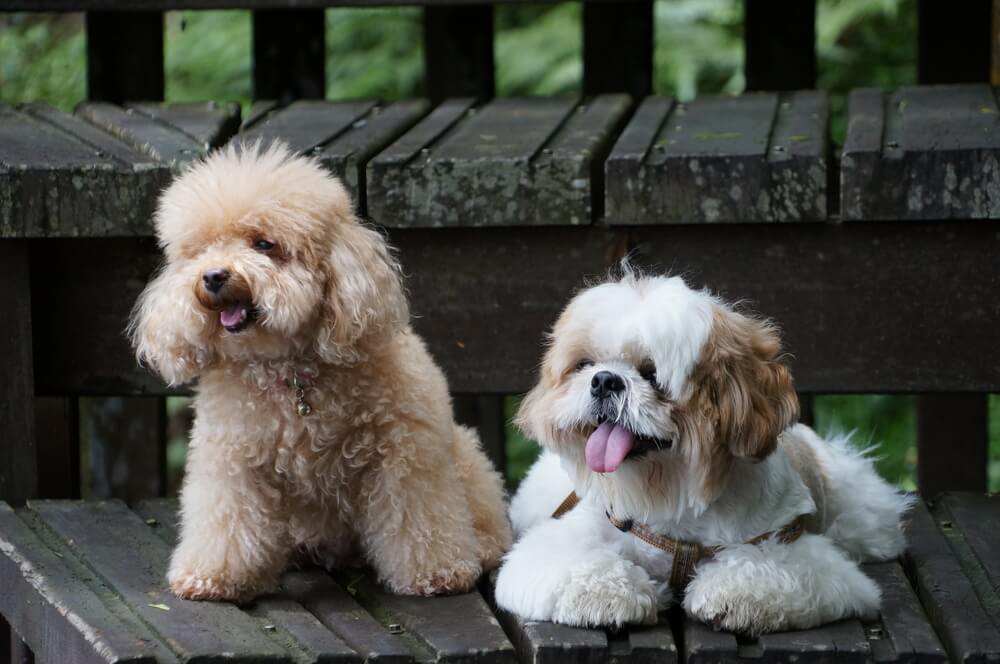Small Dogs That Don't Shed: 10 Hypoallergenic Breeds to Consider - Ollie  Blog
