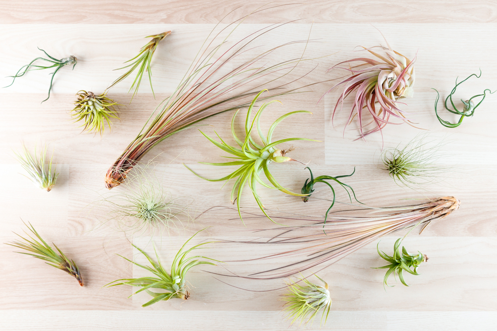 variety-of-air-plants-laid-out-on-wood