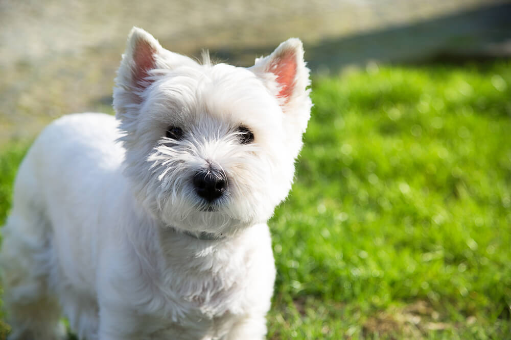 Small Dogs That Don't Shed: 10 Hypoallergenic Breeds to Consider ...