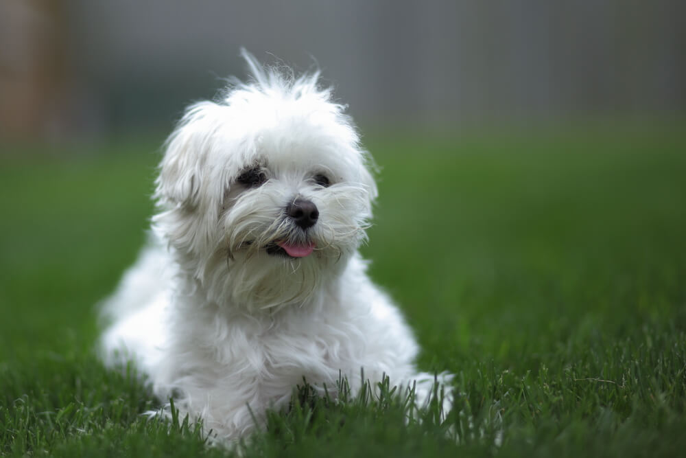 white-bolognese-dog-hypoallergenic-small-dog-1