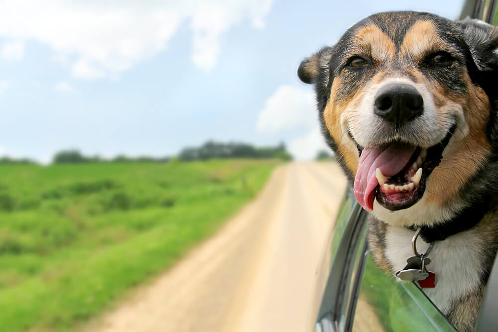 dog excited about road trip