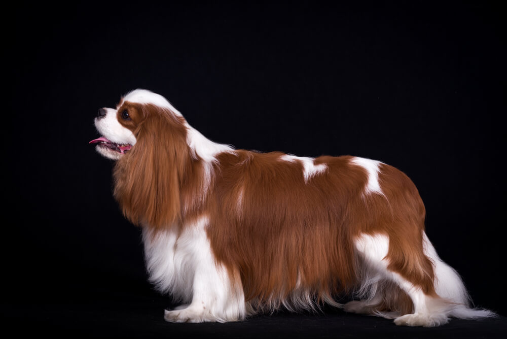 Cavalier-King-Charles-sticks-tongue-out