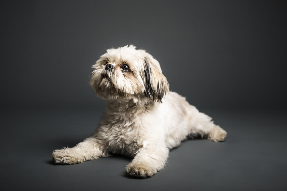 Shih-Tzu-puppy-in-studio-with-grey-background