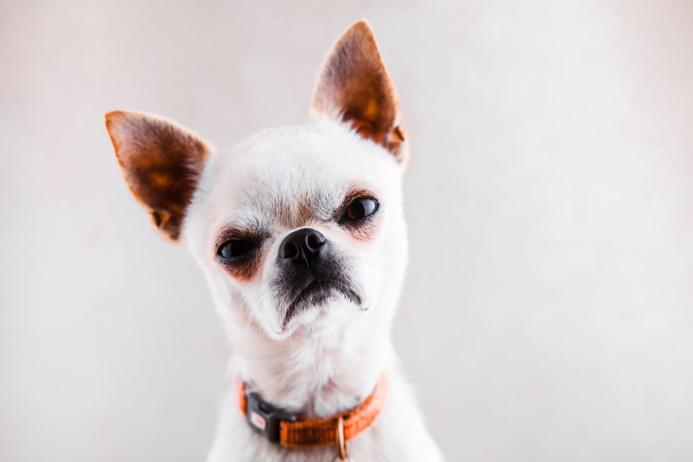 angry-frowing-chihuahua-on-grey-background
