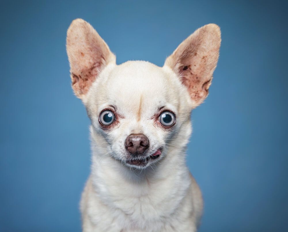 chihuahua-makes-funny-face-on-blue-background