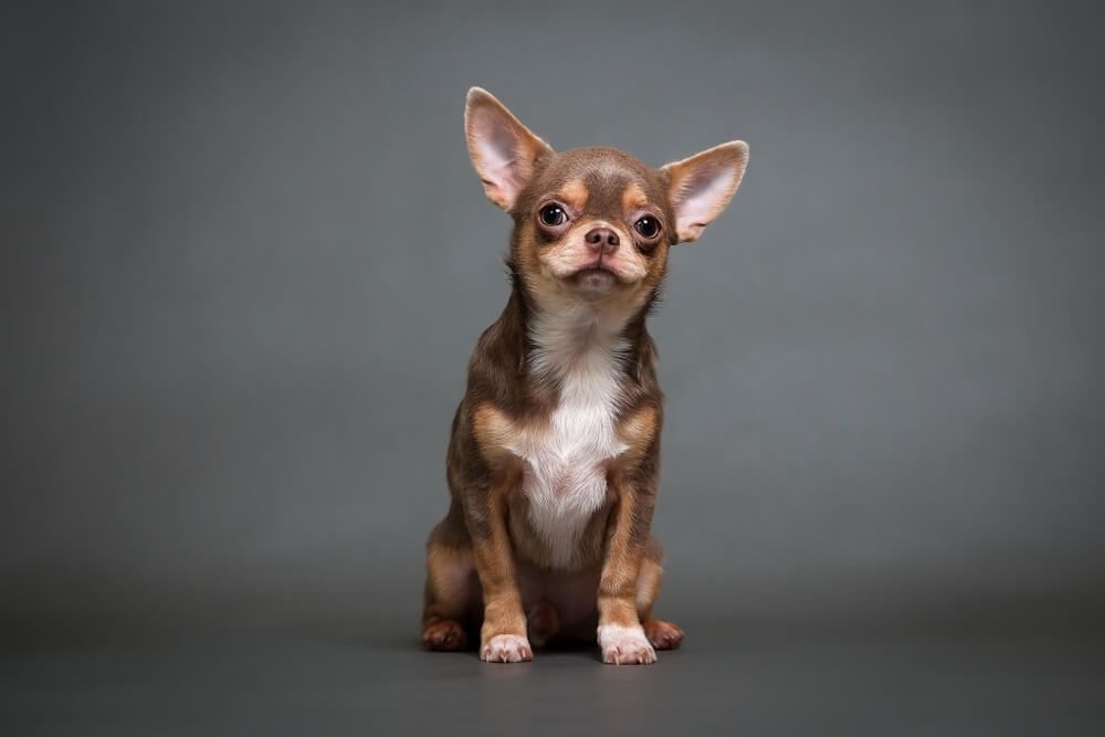 7 Chihuahua Pros And Cons: Should You Get A Chi? - Ollie Blog