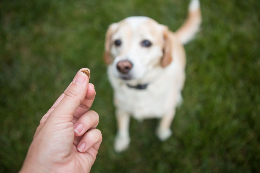 dog-learning-to-stay-with-training-treats