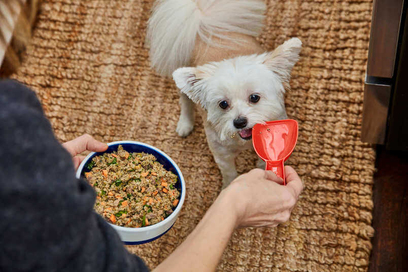 puppy-being-served-Ollie-s-fresh-dog-food