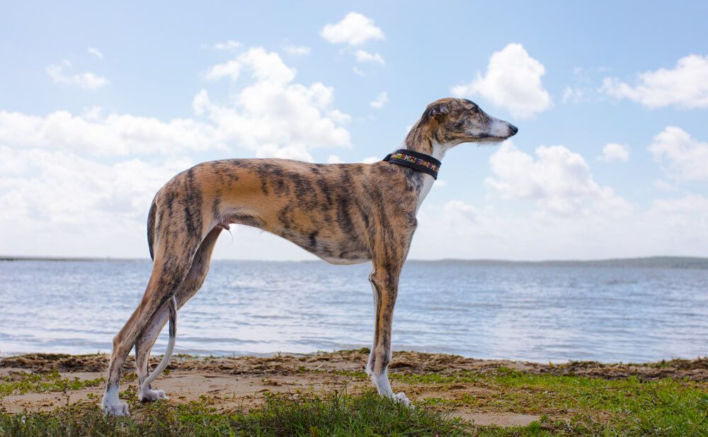 greyhound-on-a-lake