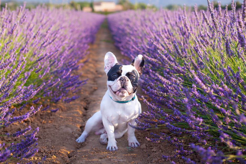 french-bulldog-lavender-is-it-safe