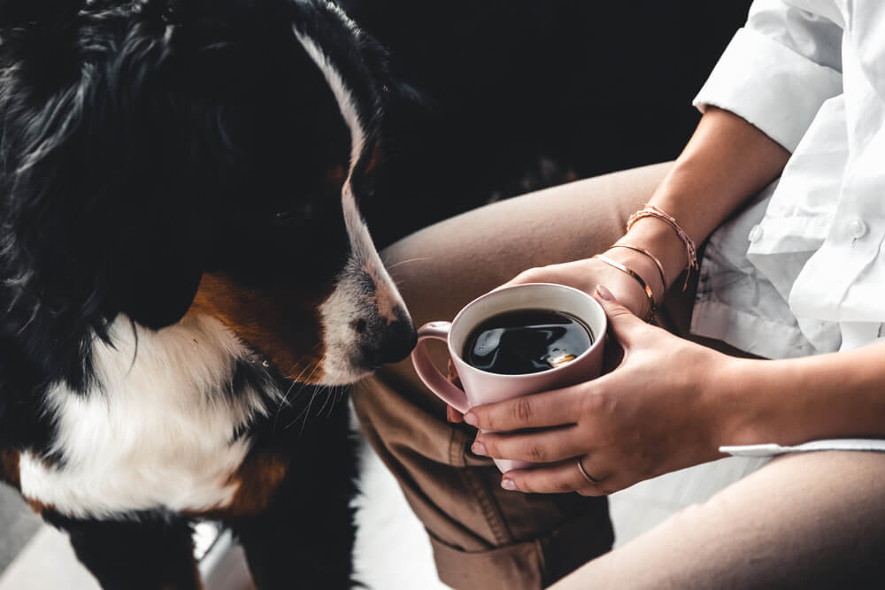 Can Dogs Drink Coffee 