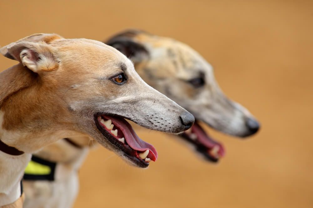 greyhounds-racing