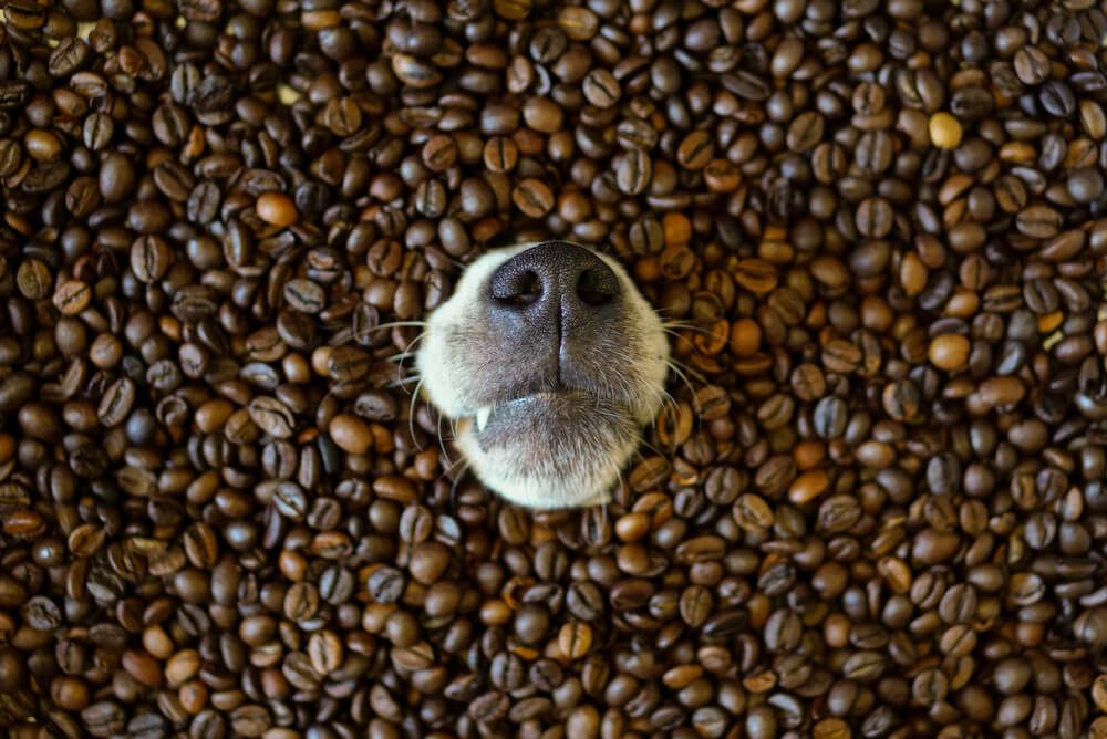 dog-coffee-beans-dogs-drinking-coffee