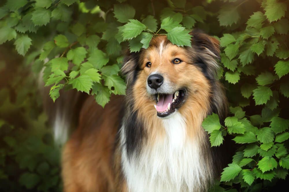 Collie (Rough) Dog Breed Information