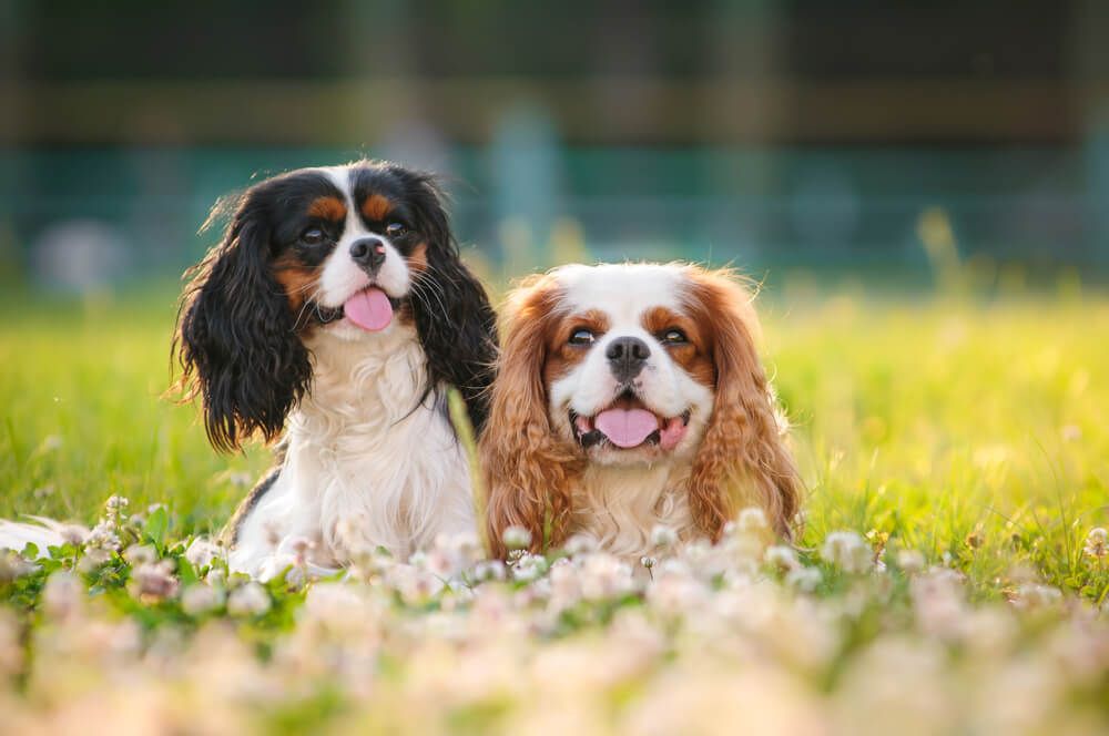 cavalier-king-charles-spaniel-puppies-in-a-field-of-flowers