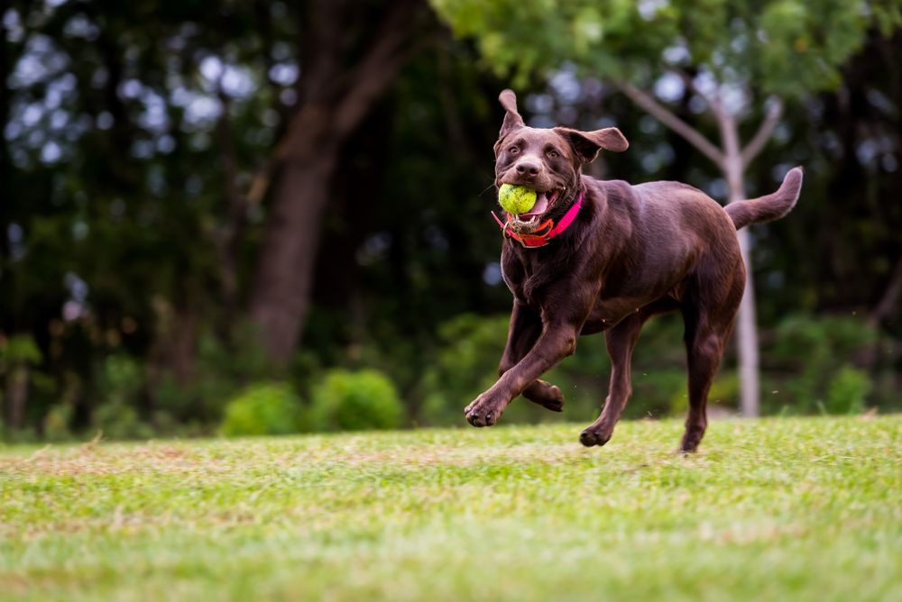 chocolate-lab-fetches-tennis-ball-outdoors