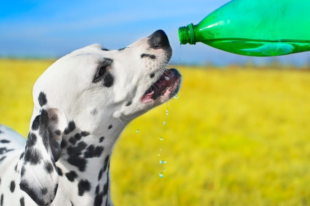 dalmation-drinks-water-from-a-bottle