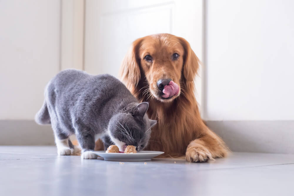 Is Cat Food Bad for Dogs  