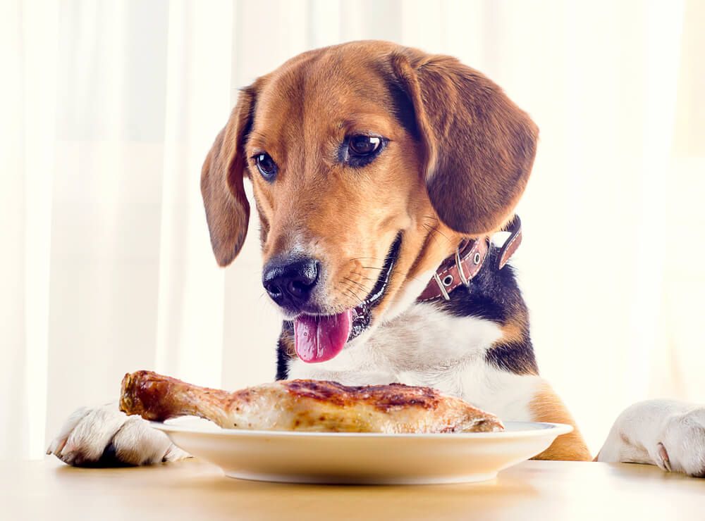 dog-hovering-over-cooked-chicken-drumstick