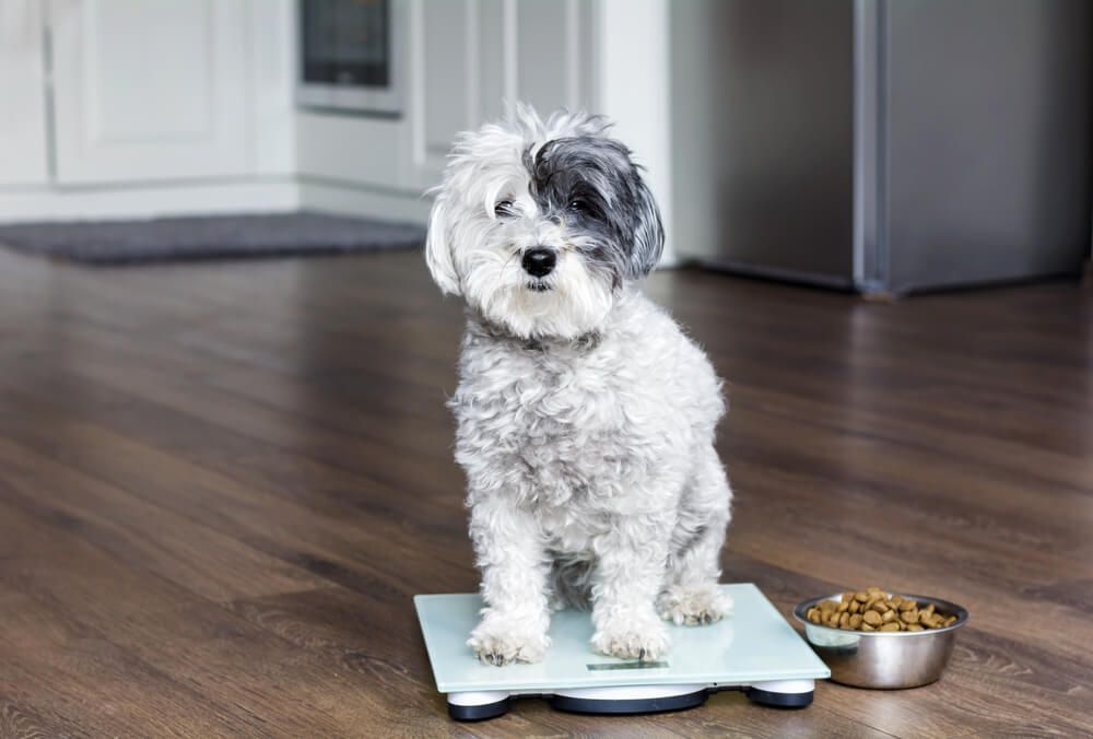 how often should you feed a underweight dog