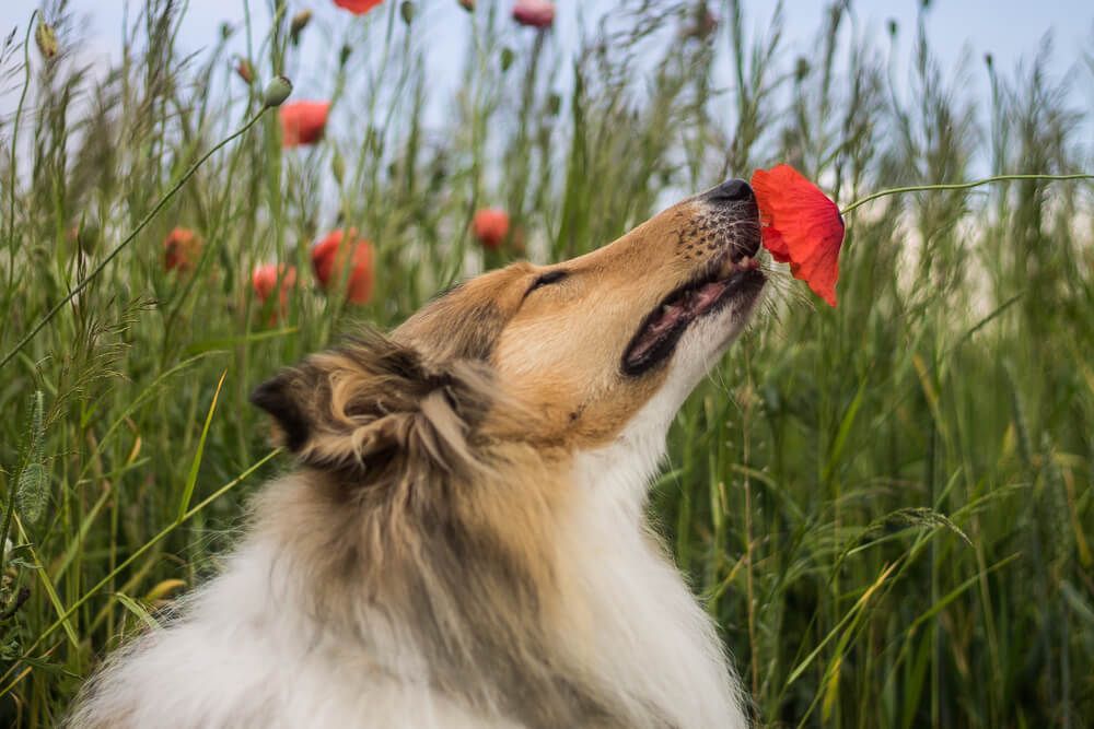 elegant-collie-snifs-a-poppy-in-an-open-field