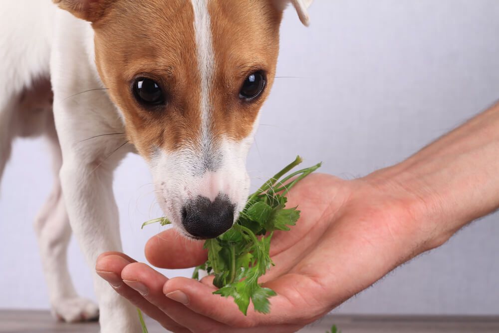 man-giving-his-dog-a-fresh-sprig-of-parsley-1-