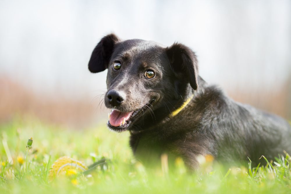 mix-breed-dog-has-fun-while-playing-outdoors