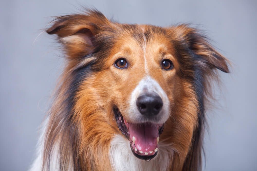 portrait-of-a-collie-smiling-and-drooling