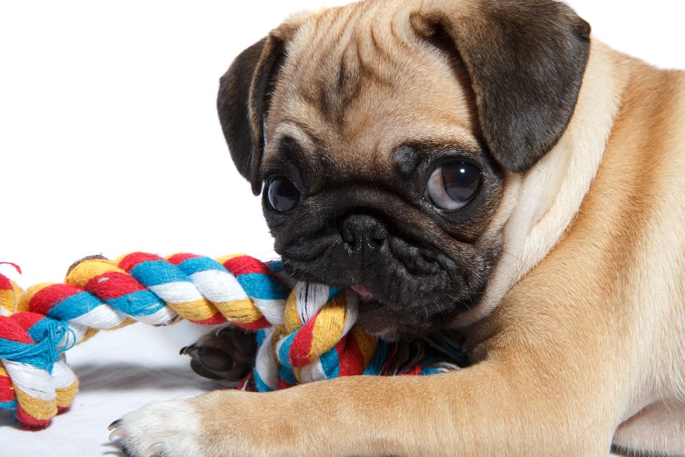 pug-puppy-biting-a-rope-chew-toy